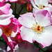Rose Dean Photo 26