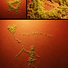 Bob Word Photo 11