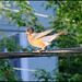 Robin Line Photo 8
