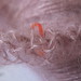 Ginger Lacy Photo 9