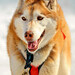 Wallis Brown Photo 6