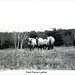 Fred Lamb Photo 26