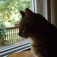 Susan Etheridge Photo 11