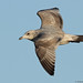 Michael Herring Photo 20