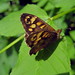 Robert Hain Photo 13