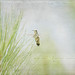 Gary Wing Photo 7