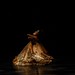 Raul Gamboa Photo 37