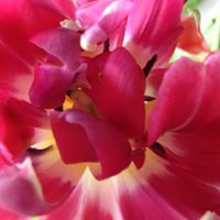 Nancy Powell Photo 38