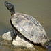 Tim Howell Photo 22