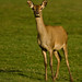 William Hinds Photo 19