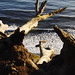Barbara Wilcox Photo 33