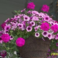 Joyce Knowles Photo 9