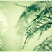 Melody Green Photo 31