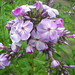 David Lavender Photo 30
