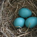 Robbin Brown Photo 22