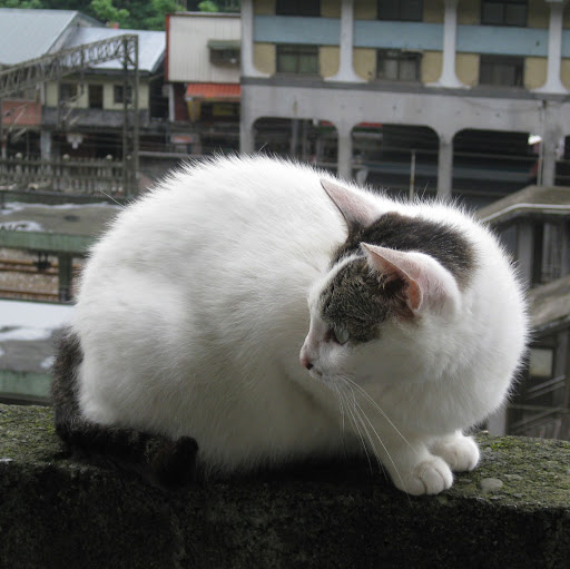Yi Ching Photo 6