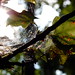 Forest Gaines Photo 7