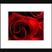 Tommy Rose Photo 8