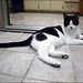 Allen Howie Photo 6
