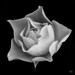 Rose Stark Photo 12