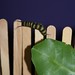 Edward Lopez Photo 20
