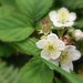 Rose Gibbs Photo 29