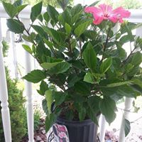 Deborah Perdue Photo 16