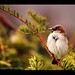 Ron Bird Photo 17