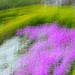 Albert Flowers Photo 18