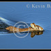 Kevin Barry Photo 40