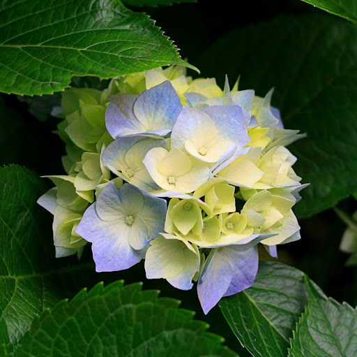 Raymond Liu Photo 37