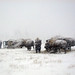 Cindy Paulson Photo 12