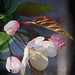 Louise Carson Photo 31