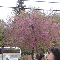 Sharon Golan Photo 14