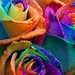 Rose Slater Photo 25