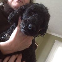 Susan Copland Photo 9