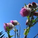 Jamie Flora Photo 17