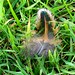 Robert Feathers Photo 25