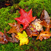 Bruce Leaf Photo 14