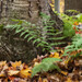 Charles Bachus Photo 1