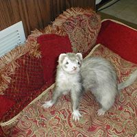 Debbie Embrey Photo 4