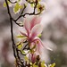 April English Photo 29