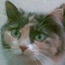 Cindy Foster Photo 40