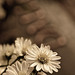 Harold Dalley Photo 2