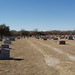 Horace Adams Photo 11