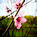 Daniel Dinu Photo 11