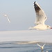 Robert Kalt Photo 11