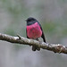 Robin Pink Photo 11