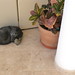 Rodolfo Gomez Photo 12