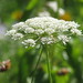 Anne Dolan Photo 11
